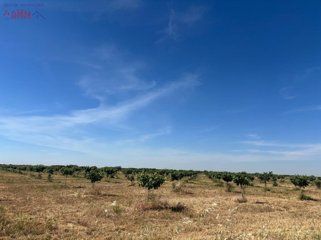 Farm Ranch in Ciudad Real, Castile-La Mancha, Spain 3 - 15557324