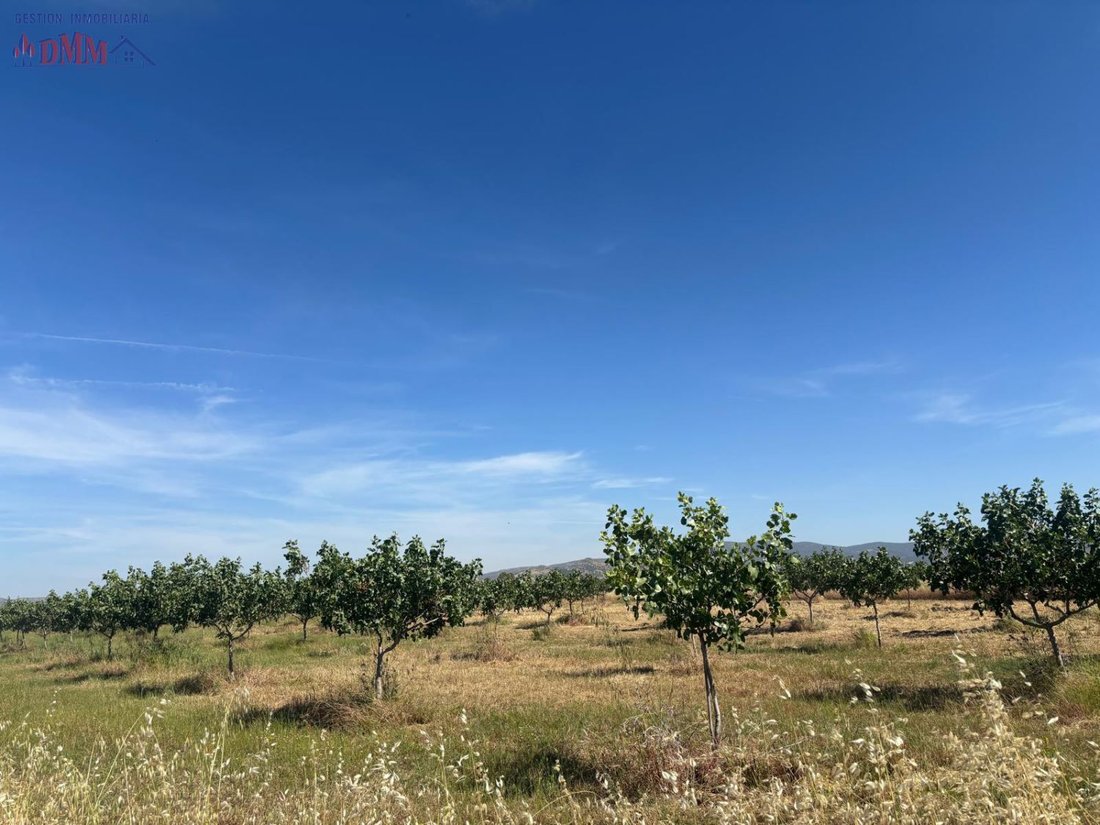 Farm Ranch in Ciudad Real, Castile-La Mancha, Spain 2 - 15557324