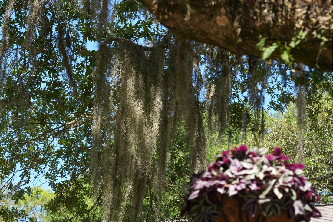 House in Johns Island, South Carolina, United States 2 - 18015532