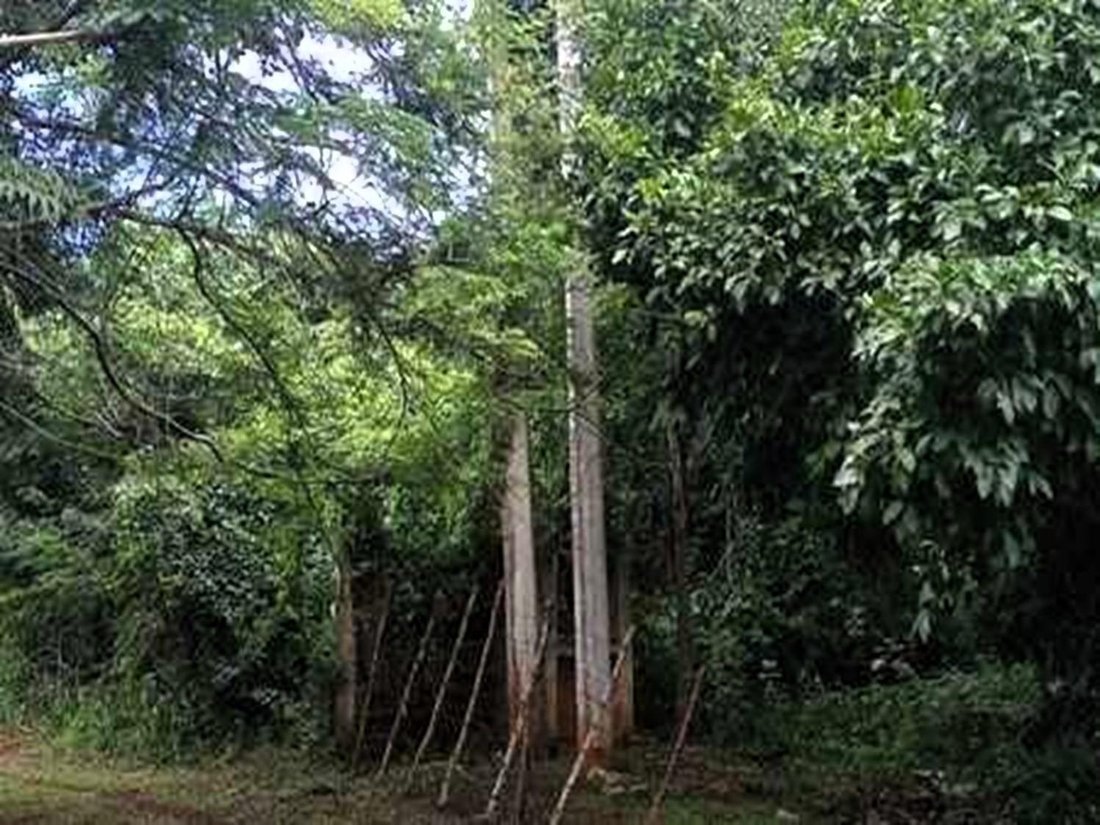 Land in Hocaba, Yucatan, Mexico 5 - 18056391