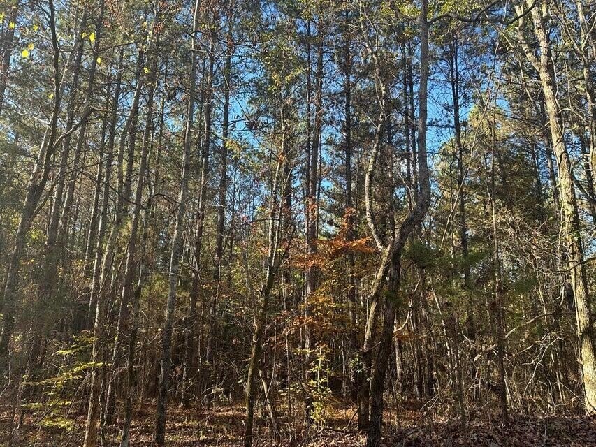 Land in Decatur, Tennessee, United States 3 - 18055986