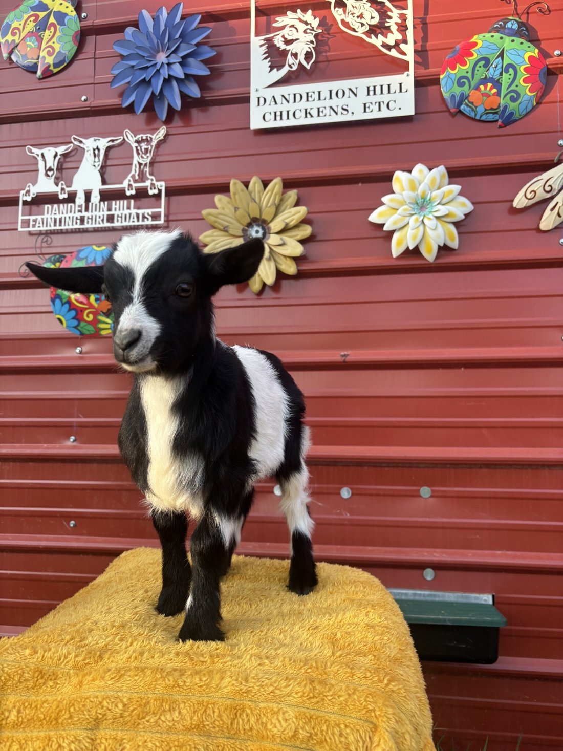 Farm Ranch in Pulaski, Tennessee, United States 1 - 16945950