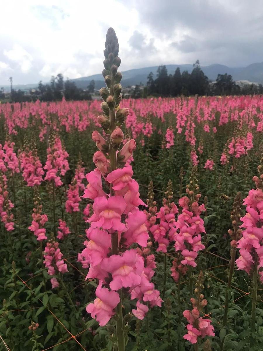 Land in Quito, Pichincha, Ecuador 4 - 18058762
