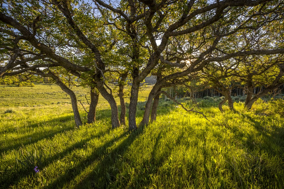 Land in Placerville, Colorado, United States 4 - 18062227