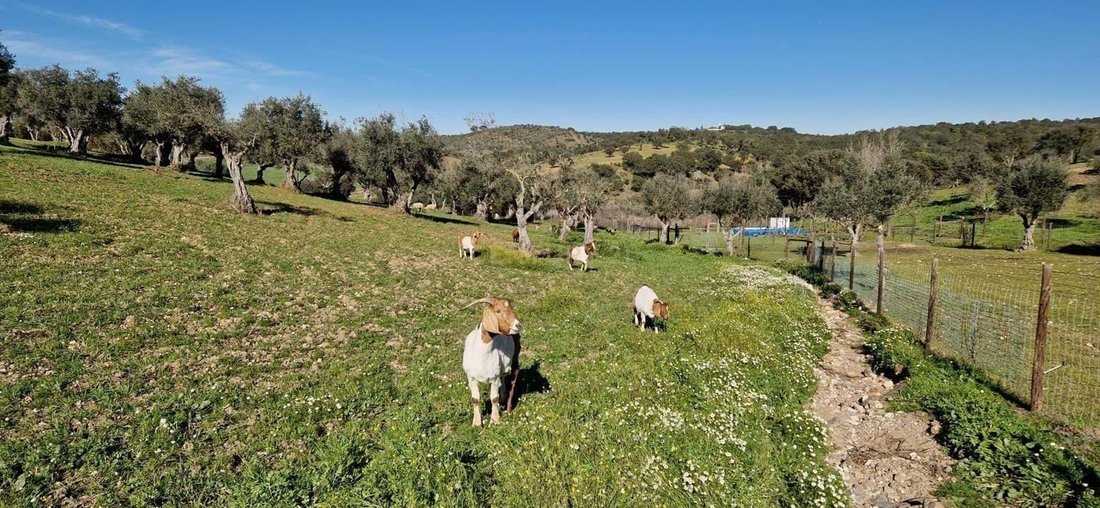 Azienda agricola a Sao Mancos e Sao Vicente do Pigeiro, Distretto di Évora, Portogallo 3 - 18067615