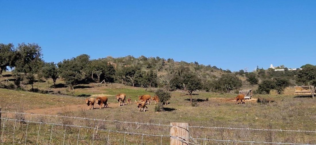 Azienda agricola a Sao Mancos e Sao Vicente do Pigeiro, Distretto di Évora, Portogallo 2 - 18067615