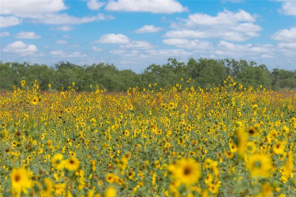 Farm Ranch in Gouldbusk, Texas, United States 1 - 17952772