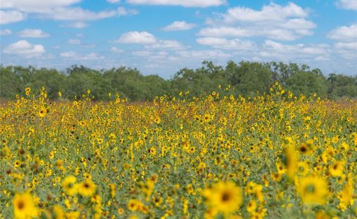 Farm Ranch in Gouldbusk, Texas, United States 1
