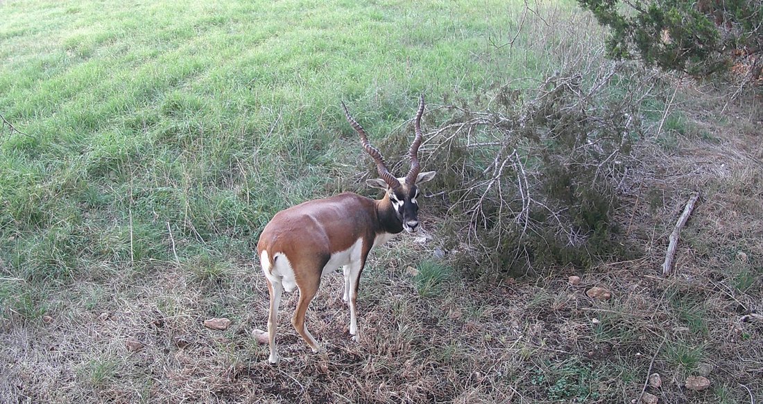 Land in Pipe Creek, Texas, Vereinigte Staaten 1 - 18077882