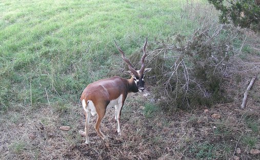 Land in Pipe Creek, Texas, Vereinigte Staaten 1
