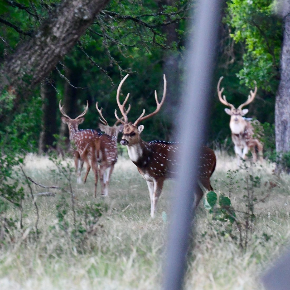 Terreno en Boerne, Texas, Estados Unidos 1 - 18077875