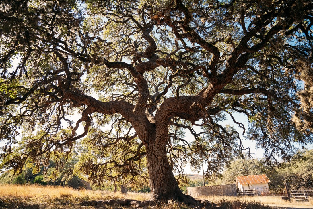 Farm Ranch in San Antonio, Texas, United States 1 - 18077890