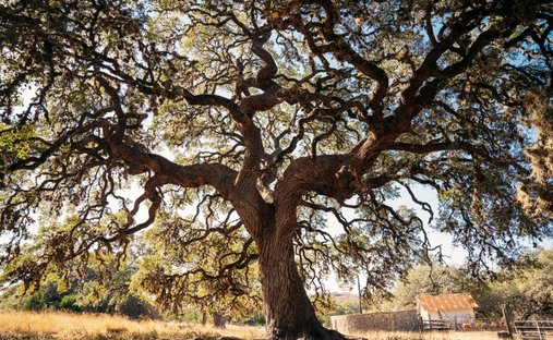 Farm Ranch in San Antonio, Texas, United States 1