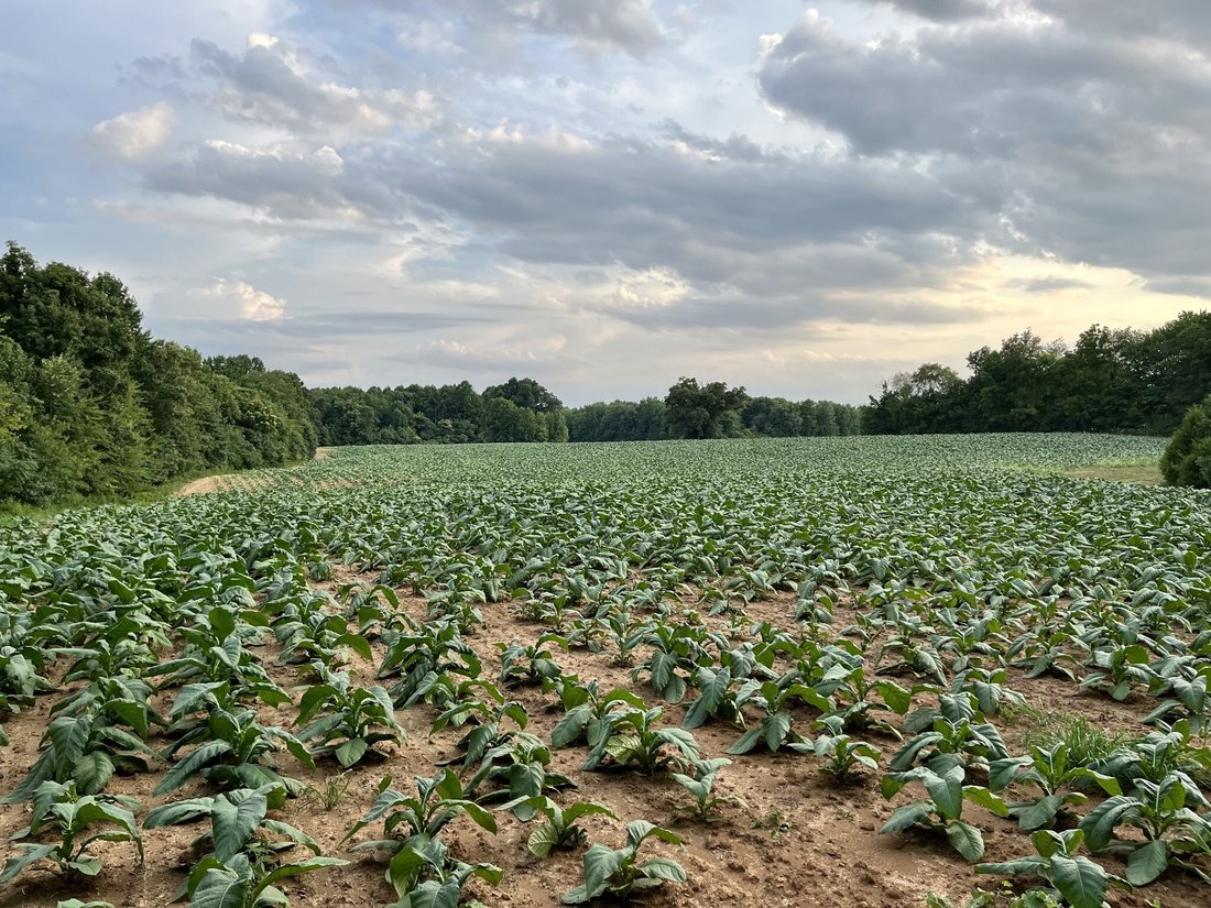 Farm Ranch in Portland, Tennessee, United States 3 - 18079574