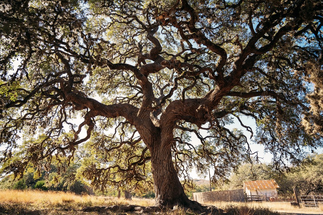 Farm Ranch in San Antonio, Texas, United States 2 - 18077890