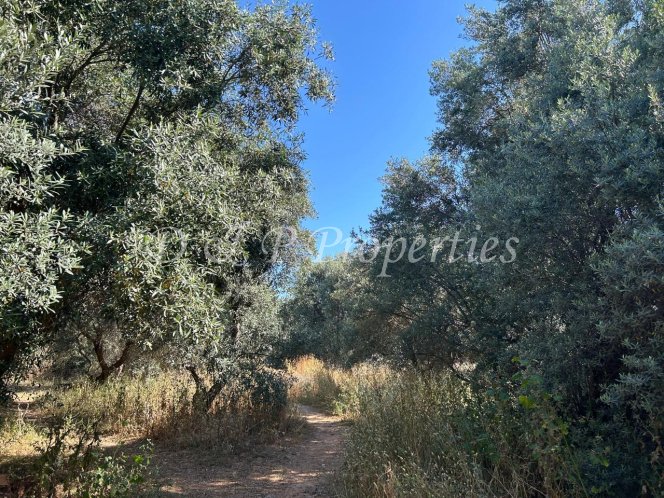 Land in Gytheio, Peloponnese, Western Greece and the Ionian, Greece 2 - 18000125