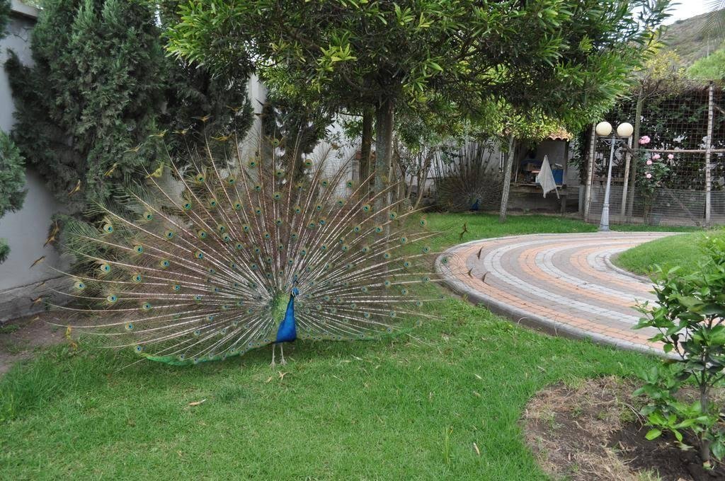 Farm Ranch in Ibarra, Imbabura, Ecuador 5 - 18082748