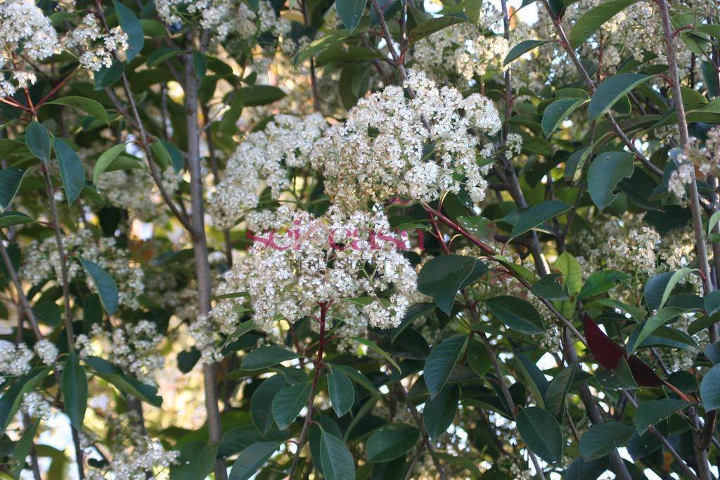 Marrucheto-Rugginosa, Grosseto, Italy 4 - 18087966
