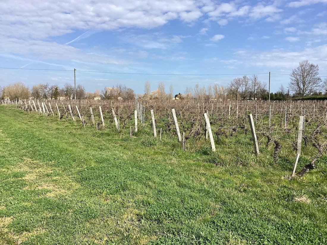 Land in Saint-Sulpice-de-Faleyrens, Nouvelle-Aquitaine, France 3 - 18083999