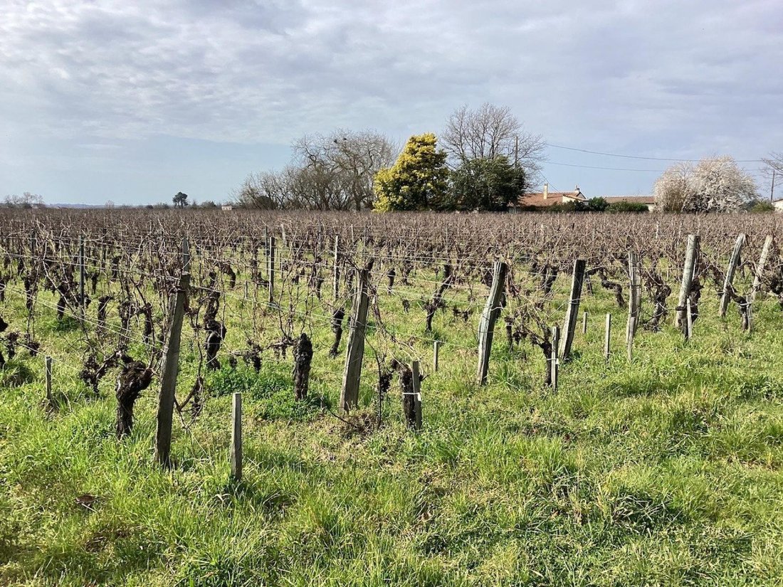 Land in Saint-Sulpice-de-Faleyrens, Nouvelle-Aquitaine, France 4 - 18083999