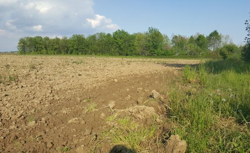 Land in Zerman - Campocroce - Bonisiolo, Mogliano Veneto, Veneto 1