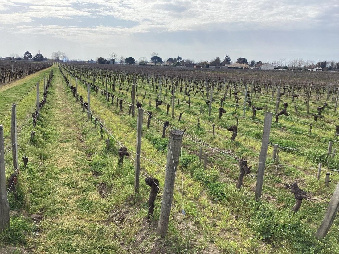 Land in Saint-Sulpice-de-Faleyrens, Nouvelle-Aquitaine, France 5 - 18083999