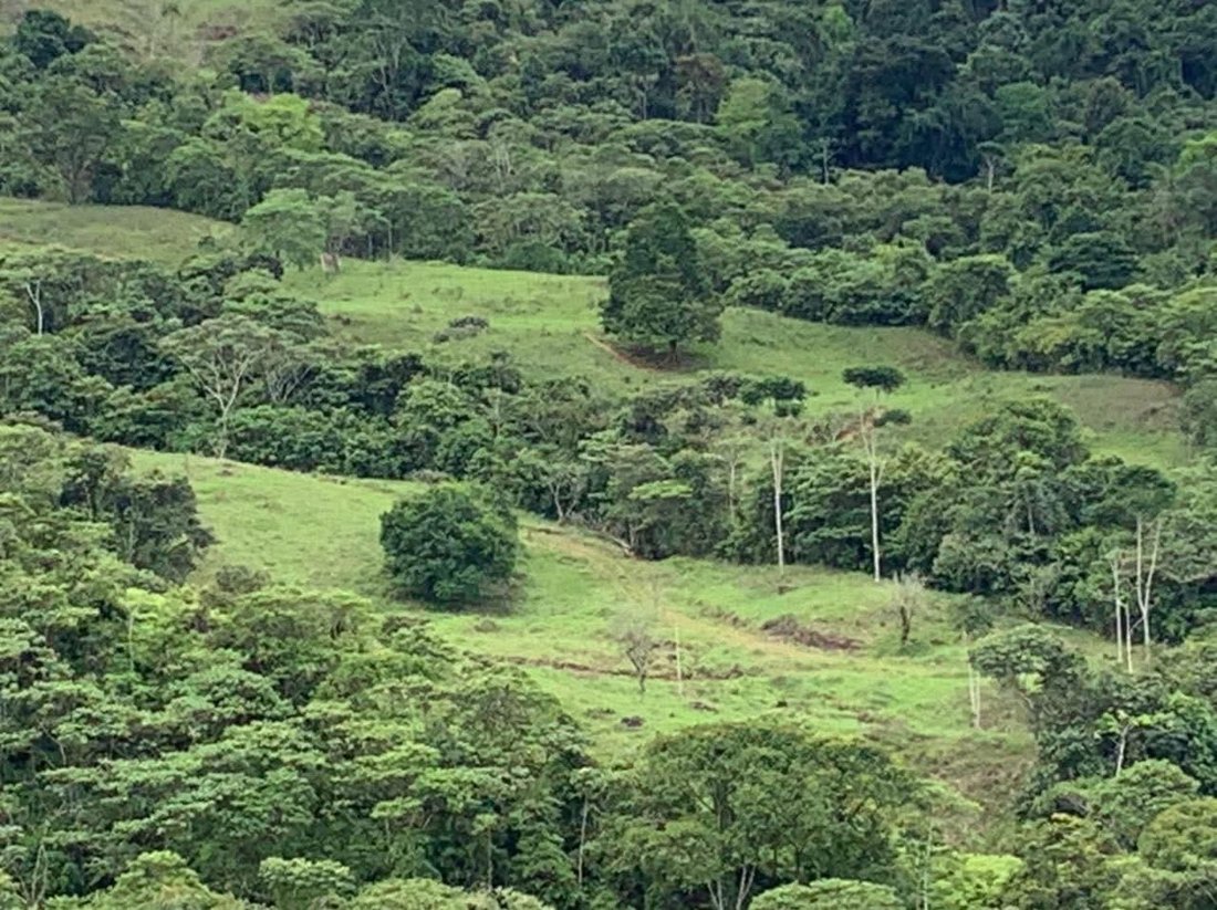 Farm Ranch in Volcán, Puntarenas Province, Costa Rica 5 - 18090668