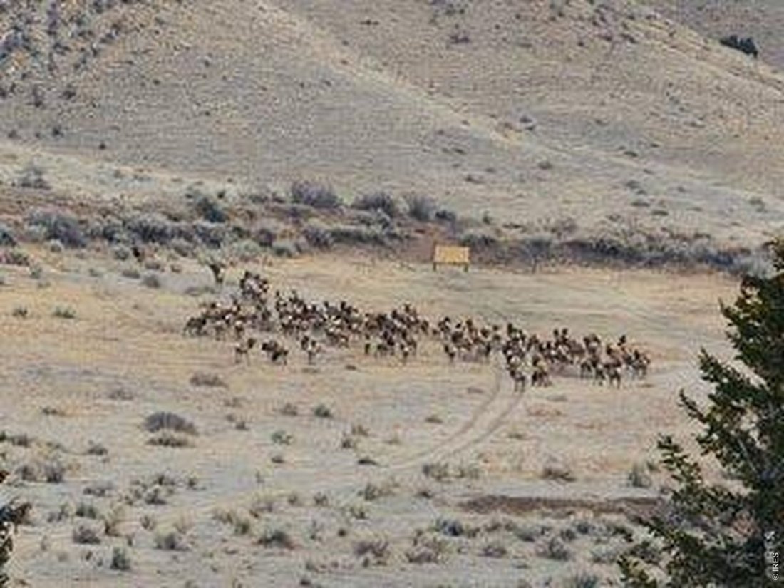 Wellington, Colorado, United States 4 - 18114423