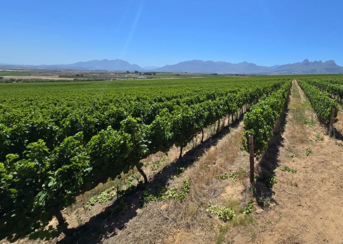 Farm Ranch in Stellenbosch, Western Cape, South Africa 5 - 15984446