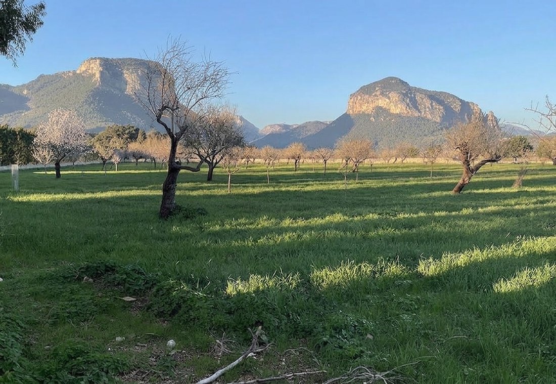Land in Alaro, Balearic Islands, Spain 1 - 17977047