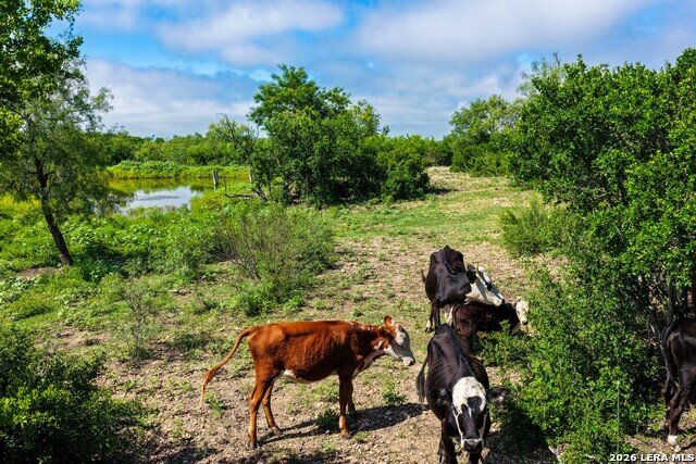 Farm Ranch in Castroville, Texas, United States 3 - 18123428