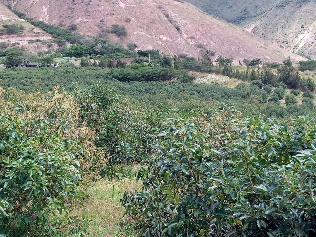 Land in Ibarra, Imbabura, Ecuador 3 - 18119848