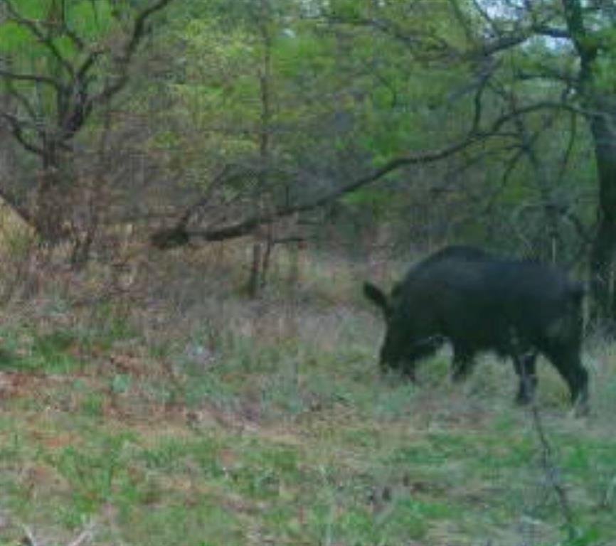 Jacksboro, Texas, United States 5 - 18122399