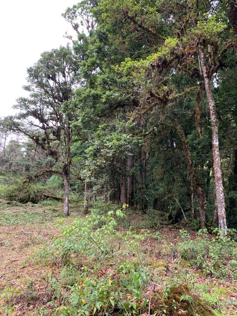 House in San Gerardo de Dota, San José Province, Costa Rica 3 - 18121247