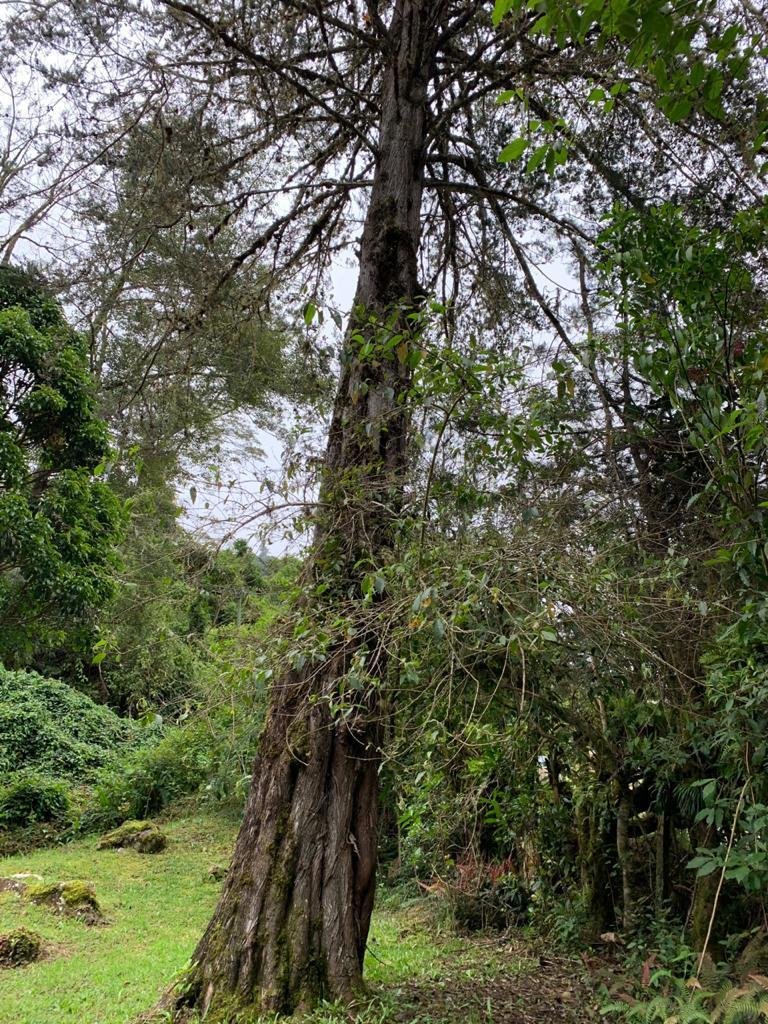 House in San Gerardo de Dota, San José Province, Costa Rica 4 - 18121247