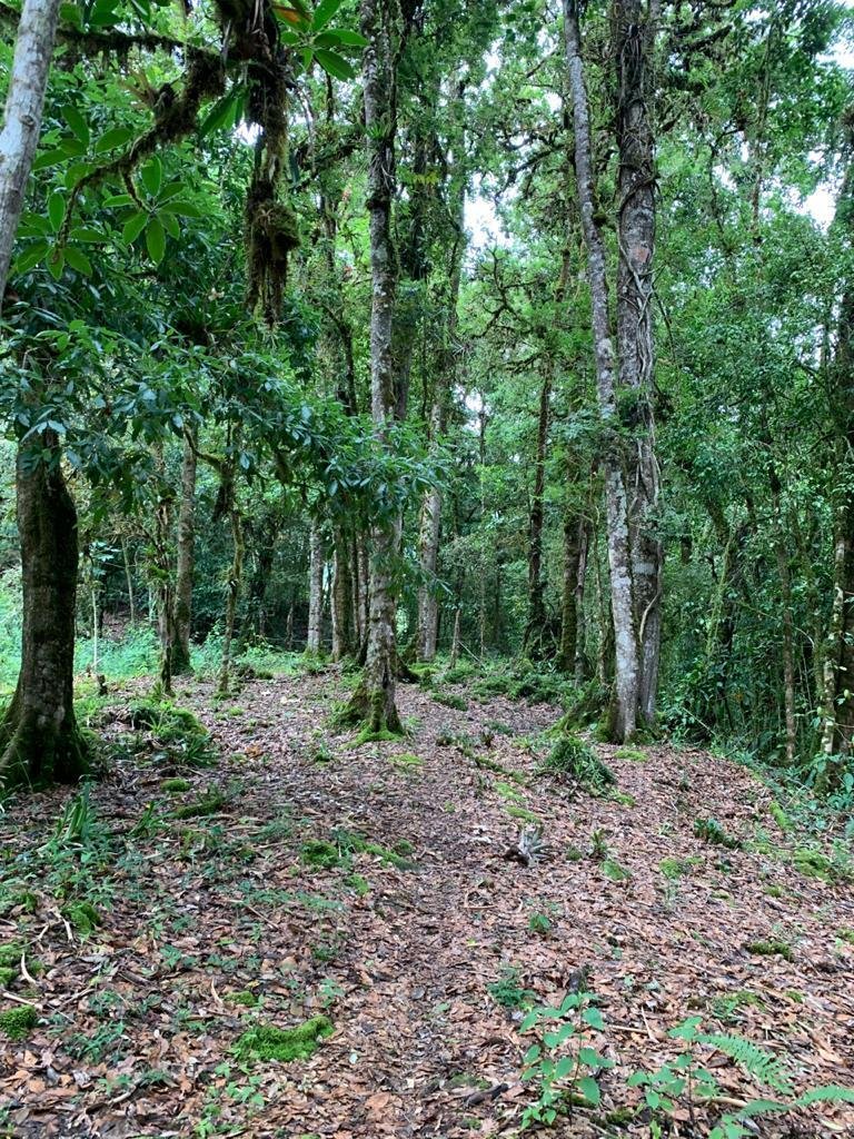 House in San Gerardo de Dota, San José Province, Costa Rica 2 - 18121247