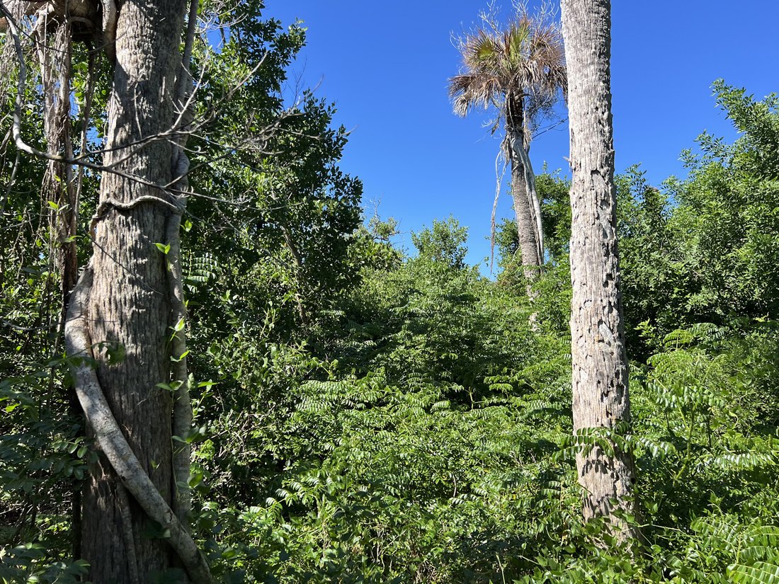 Land in Placida, Florida, United States 5 - 18130915
