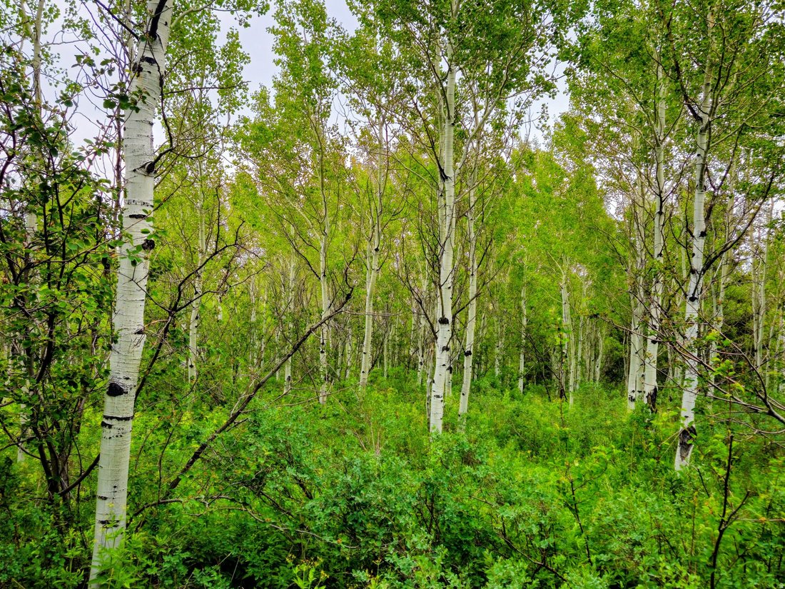 Montpelier, Idaho, United States 4 - 18131490