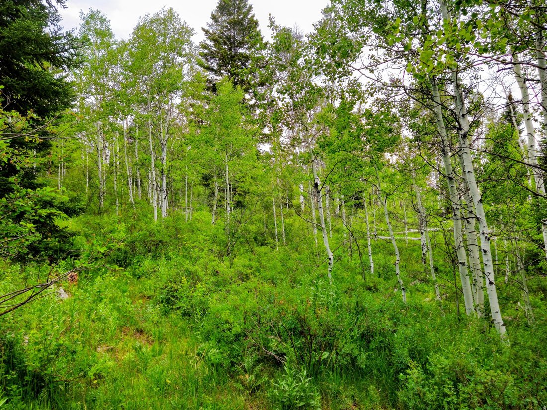 Montpelier, Idaho, United States 5 - 18131490