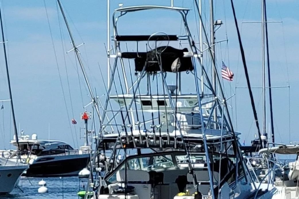 Sport Fisherman in United States 3 - 17885329