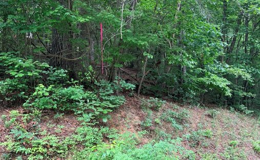 Land in Ferguson, North Carolina, United States 1