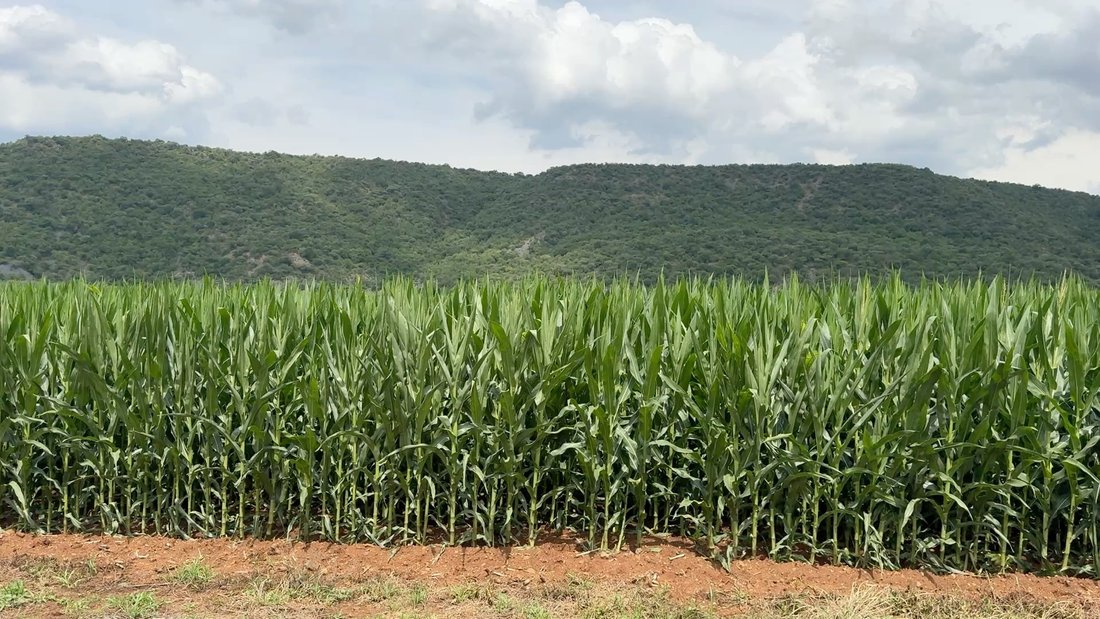 Farm Ranch in Estcourt, KwaZulu-Natal, South Africa 2 - 18130750