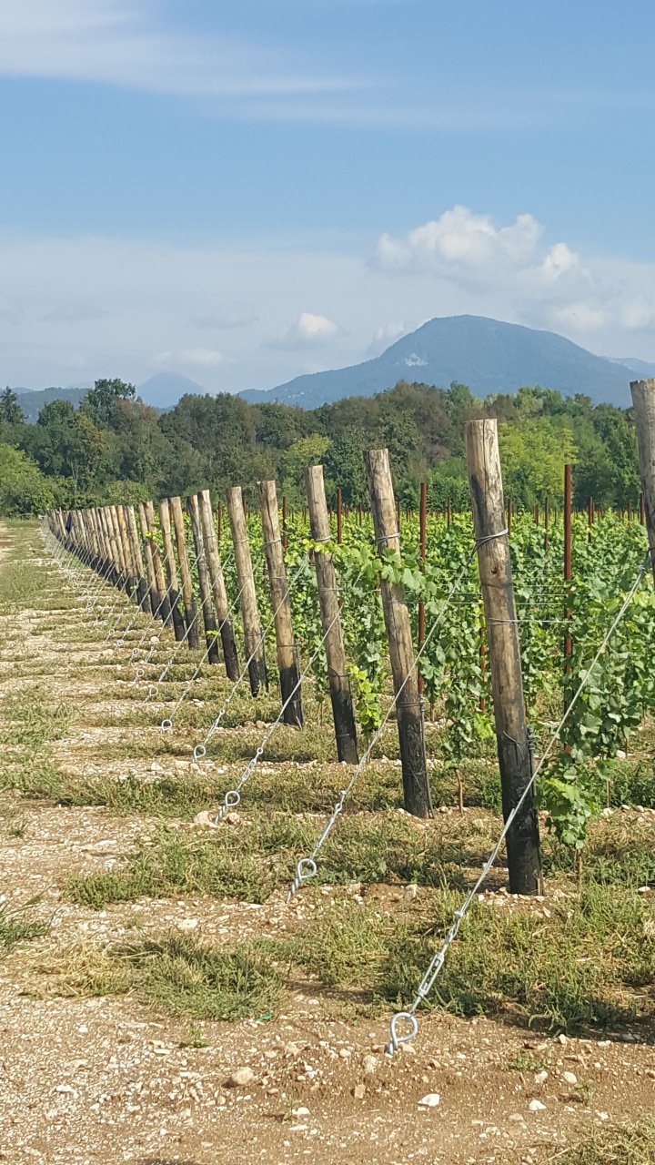 Land in Fiera, Treviso, Italy 1 - 18133745