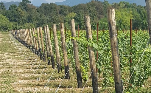 Land in Fiera, Treviso, Italy 1