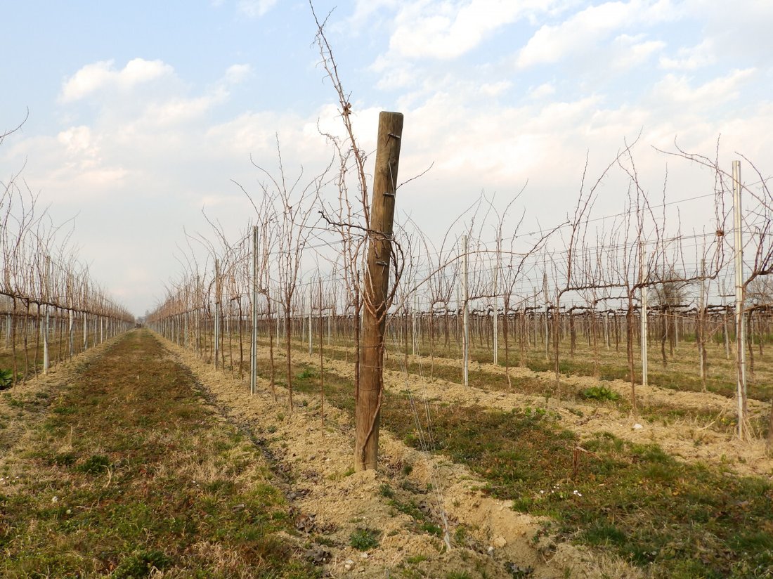Land in Fiera, Treviso, Italy 2 - 18133745