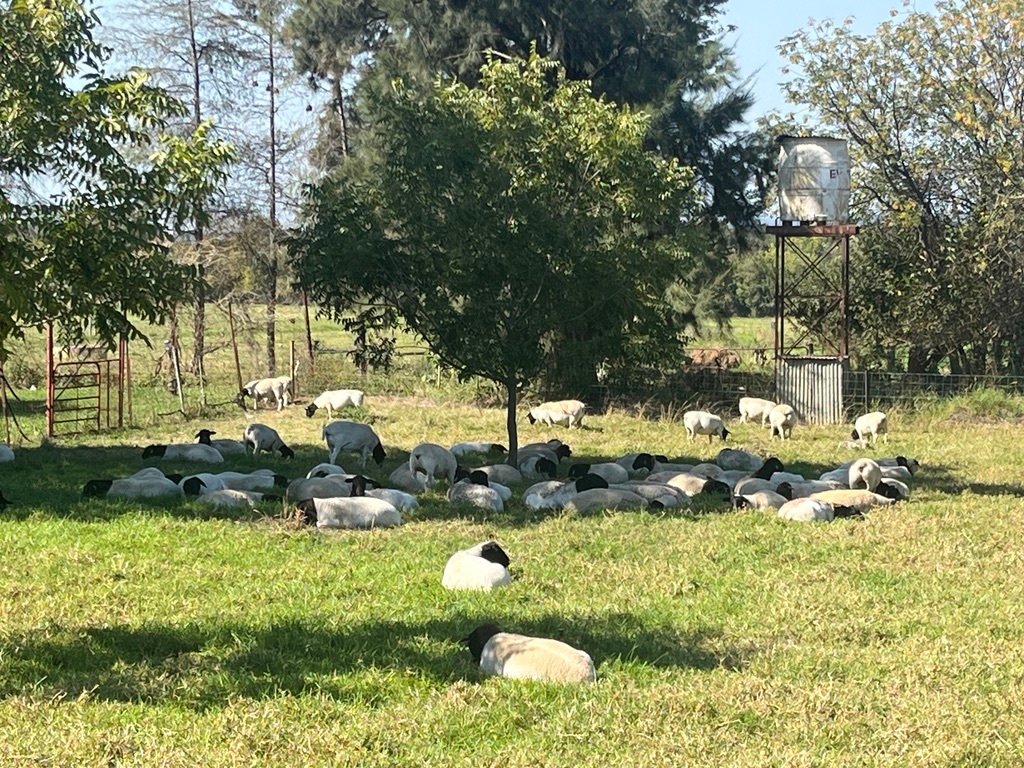 Farm Ranch in Estcourt, KwaZulu-Natal, South Africa 3 - 18130750