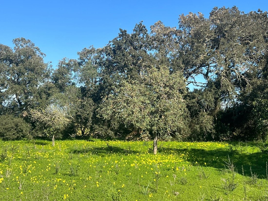 Land in Porreres, Balearic Islands, Spain 2 - 18133590