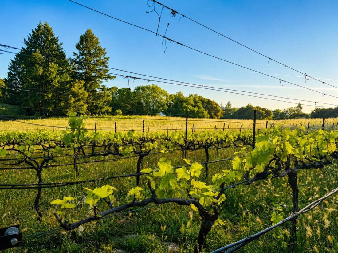 Farm Ranch in Los Gatos, California, United States 2 - 18133036