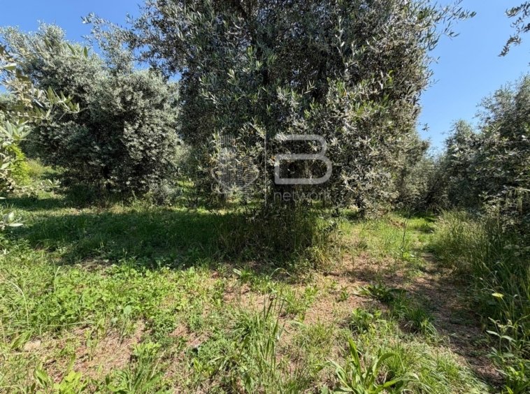 Villa in Massa e Cozzile, Tuscany, Italy 5 - 18141079