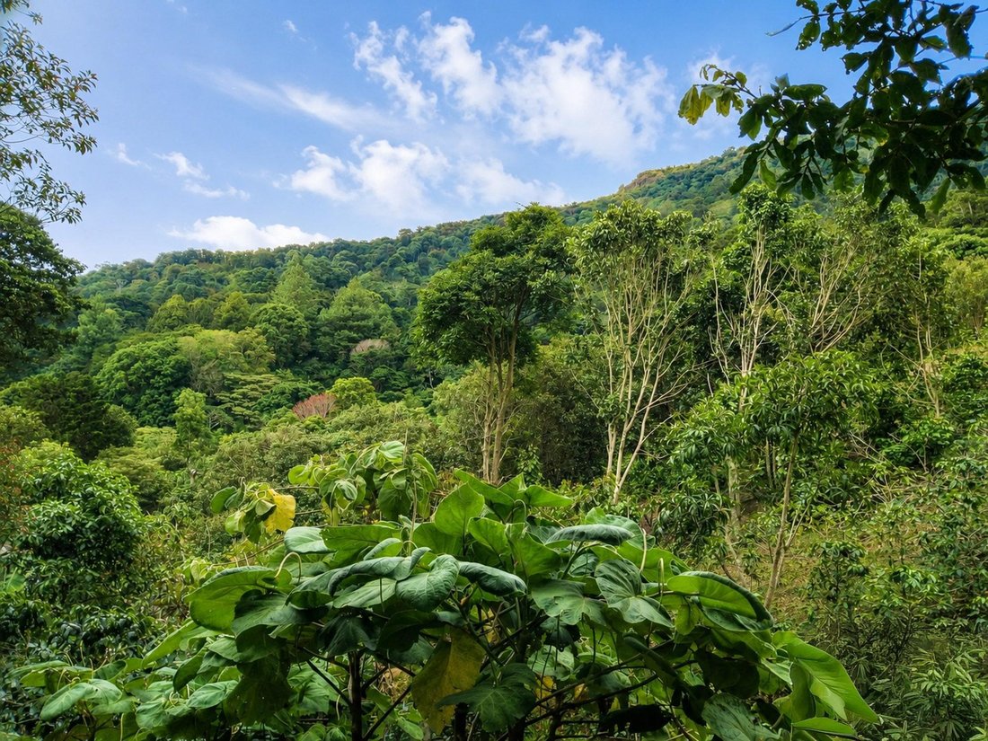 Land in Jaramillo, Chiriquí, Chiriquí Province, Panama 3 - 18141573